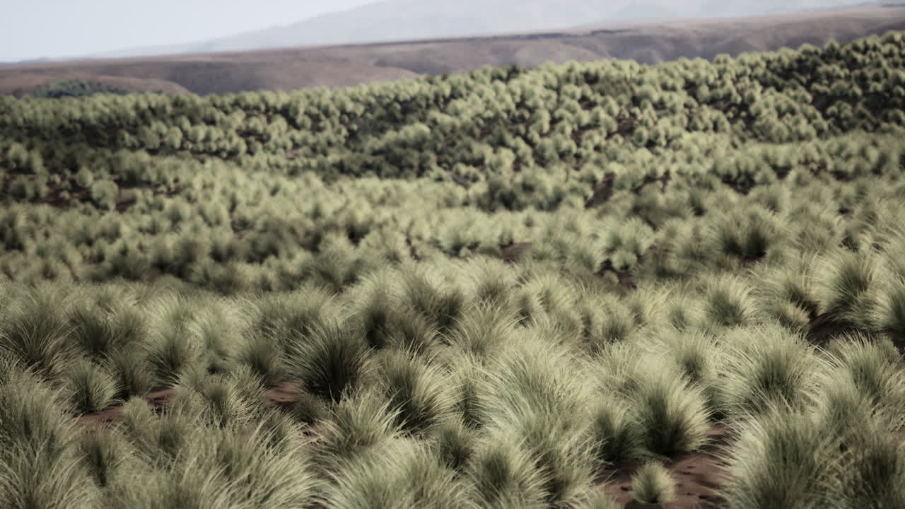 소나무 가 있는 사막 초원 풍경