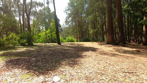 walking into pine tree a cinematic footage