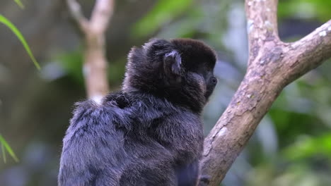 a beautiful, black goeldi monkey, the smallest monkey in the world, resting on a tree branch - close up