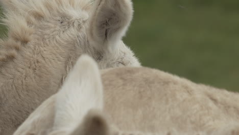 close-up of the ears of a white donkey - slow motion in 4k