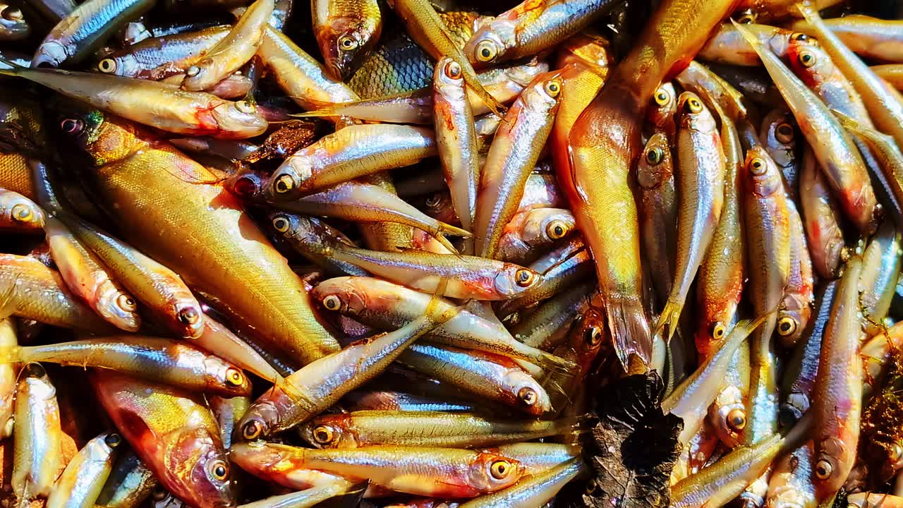 Lähikuva värikkäästä, juuri pyydettyjen pienten kalojen kasasta Cēsisissä, Latviassa. Cēsis, Latvia
