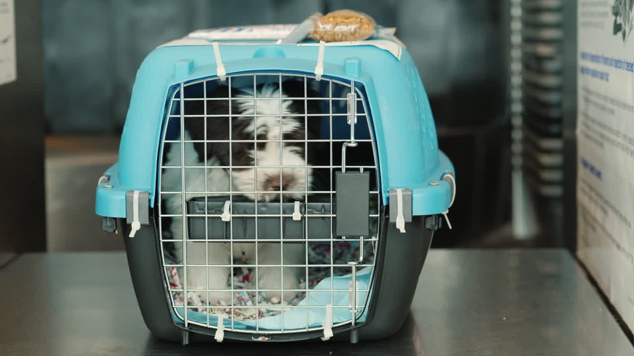 운송 준비가 된 애완동물 캐리어에 있는 강아지