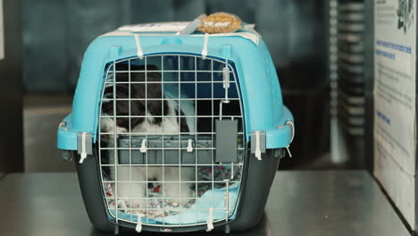 puppy in a pet carrier ready for transport