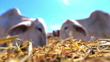 close up out of focus shot of cows eating hay and dry grass in ranch of a farm