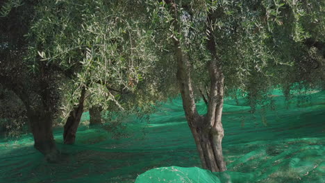 olivos agricultura