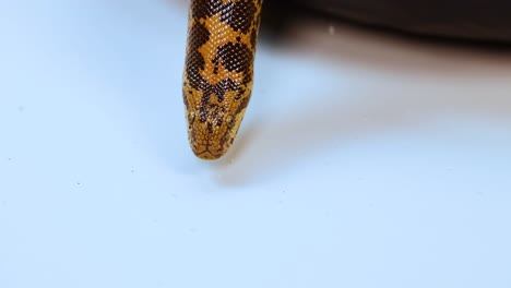a kenyan sand boa moves across a white surface with its tongue flicking, under soft lighting