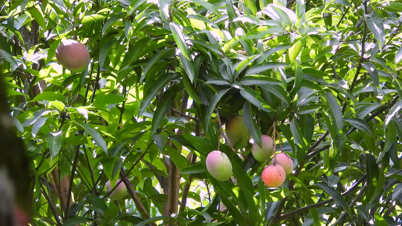 A small bird hops through the foliage of a mango tree with colorful fruit.