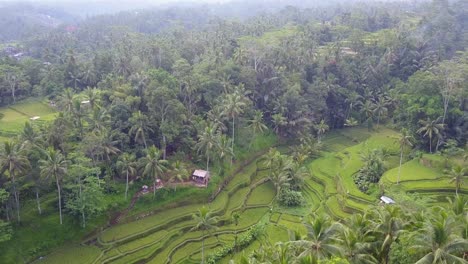 Valley-hillsides-were-artistically-terraced-for-bright-green-rice-crop