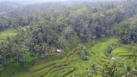 Las-Laderas-Del-Valle-Fueron-Artísticamente-Terraplenadas-Para-La-Cosecha-De-Arroz-Verde-Brillante