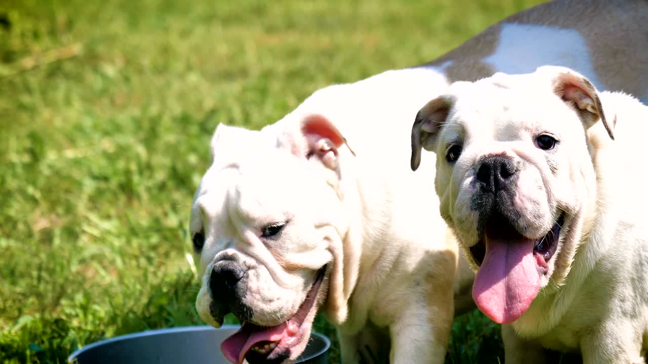 아름다운 색 갈색 영어 불도그, 풀 위에 앉아있는 아름다운 얼굴, 자연 배경, 개념: 패러디스트 개, 좋아하는 동물, 진정한 친구, 개의 혈통, 친구의 개, 작은 양털.