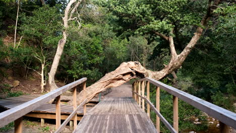 puente de madera a través de un bosque exuberante