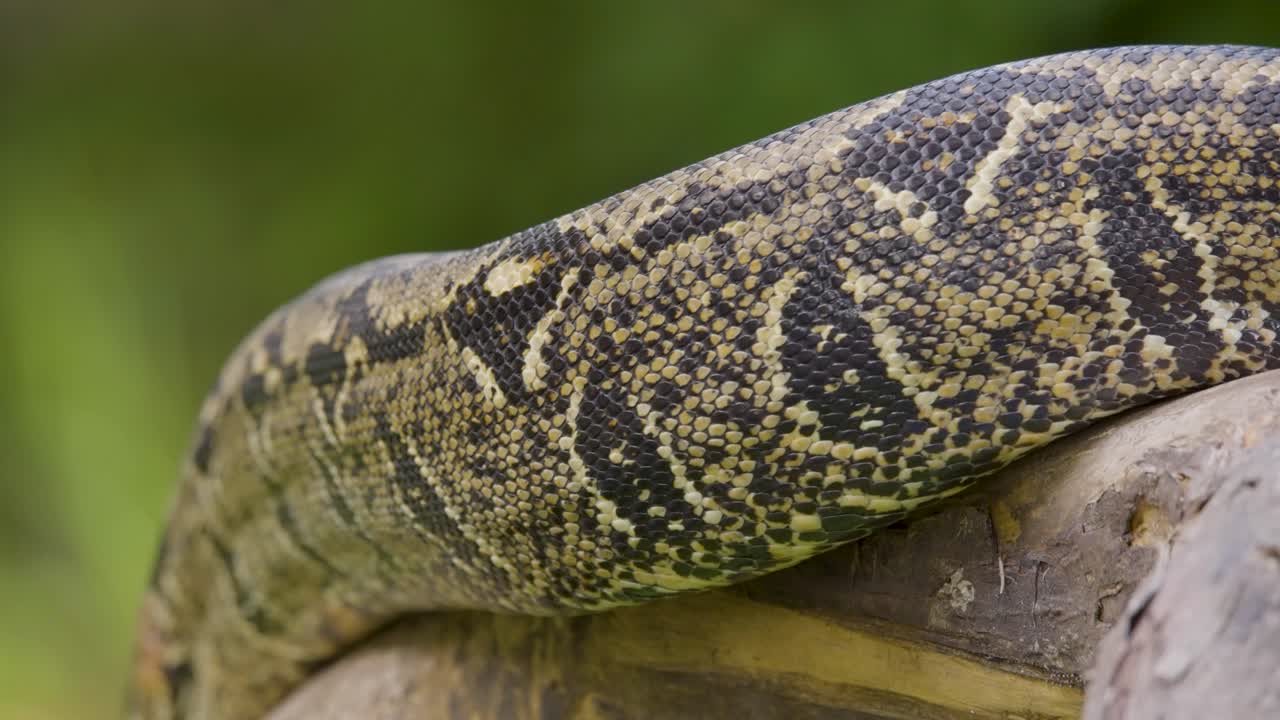 A boa constrictor wrapped tightly around a tree branch in its natural jungle habitat. Shot in daylight with shallow depth of field, showing detailed snake patterns and tropical environment