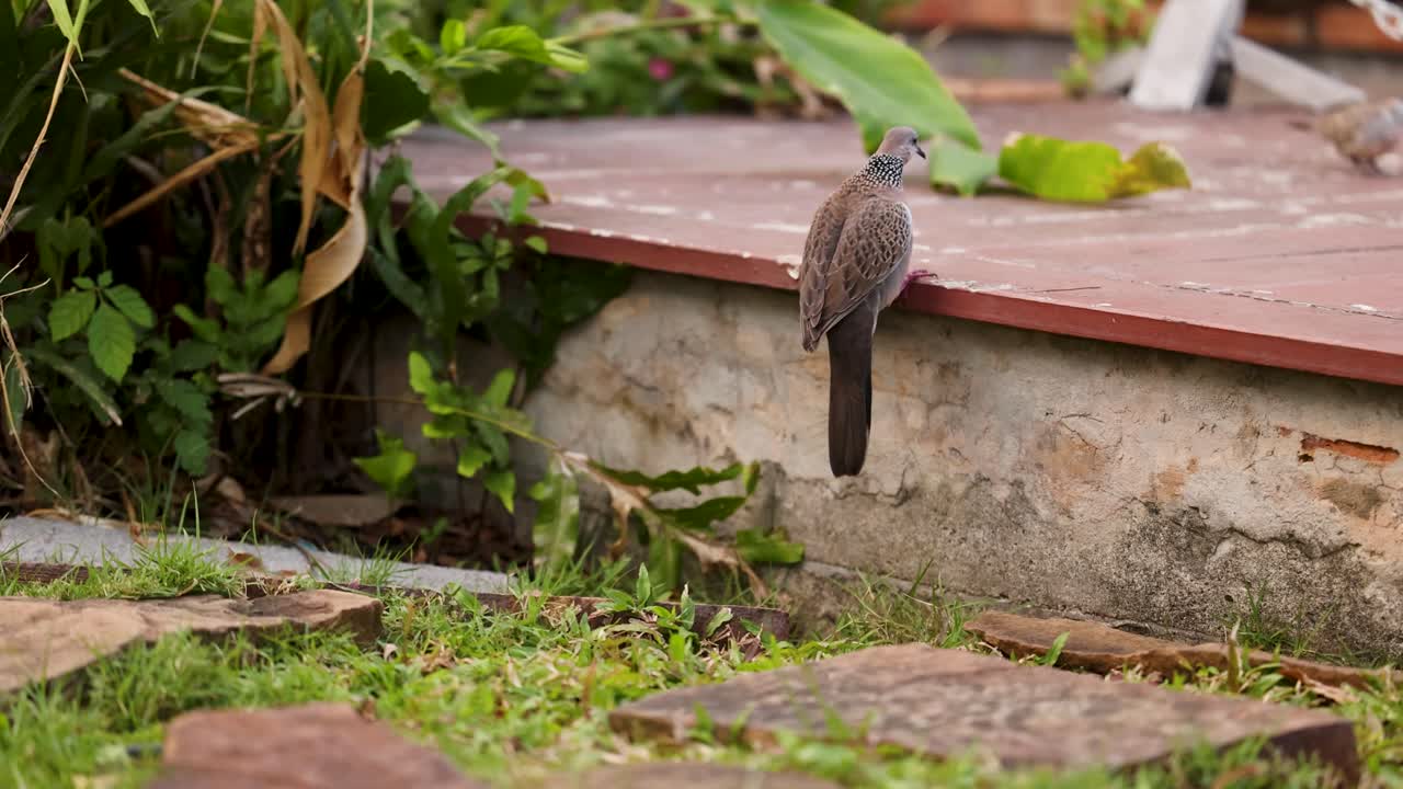 비둘기가 정원 길을 고 있다