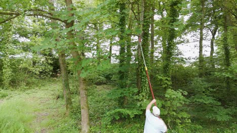 man pruning trees in a forest with a long pole