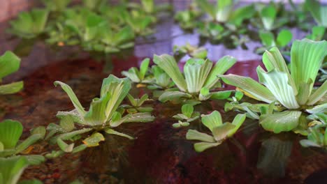 Waterlily-pond-with-water-fountain-small-fishing-swimming-1