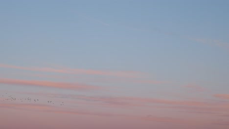 australia - birds flying over sunset