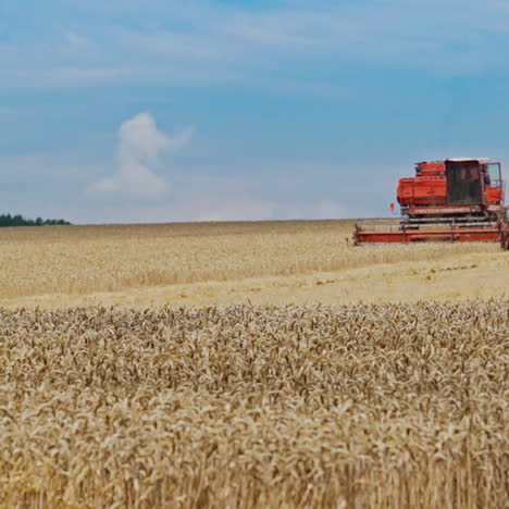 red combine at work in the field of ripe wheat under the blue sky. farming works of agriculture in summer by special machinery outdoors.