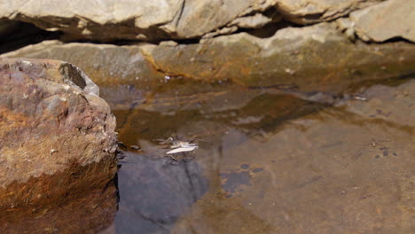 water strider insects floating on pond water surface