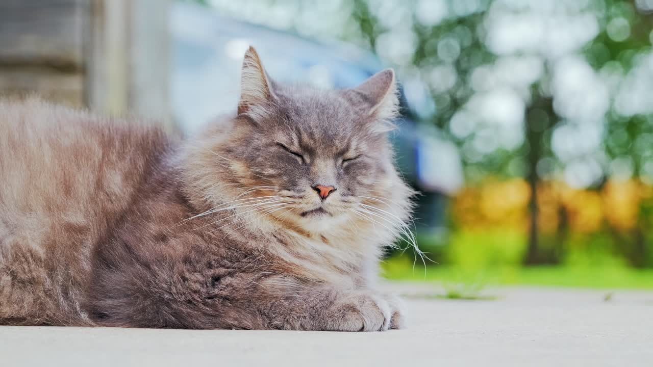 Gray cat sleeping on warm porch with blurred natural garden in background