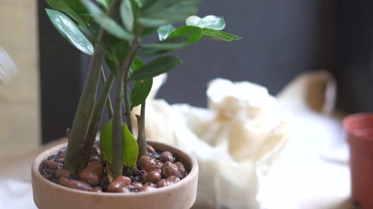 Innaffiare una Sansevieria o una Zamioculcas