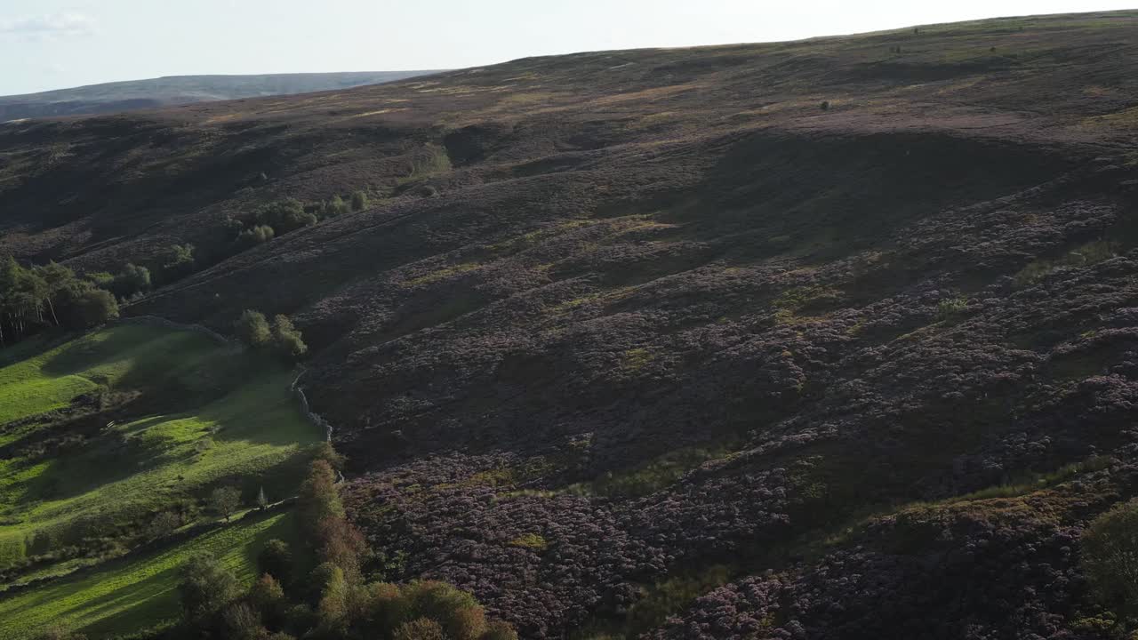 Bevæger sig langsomt langs en bjergside dækket af lilla lyng - North York Moors august 2021. Der er grupper af kratagtige træer på skråningerne.