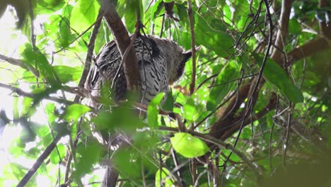 Búho-Real-De-Vientre-Manchado,-Bubo-Nipalensis,-Juvenil