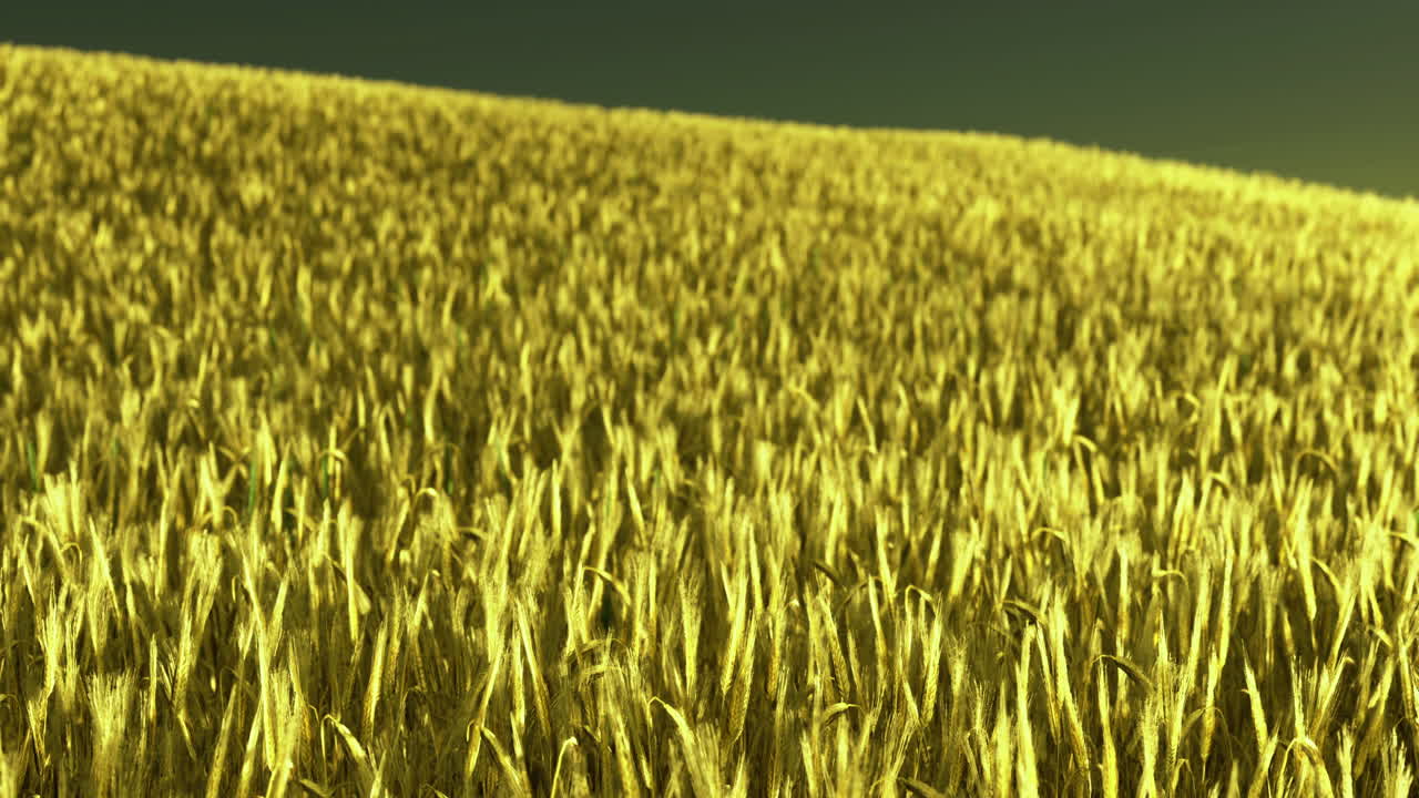 늦은 오후 빛 동안 은 하늘 아래 황금 밀의