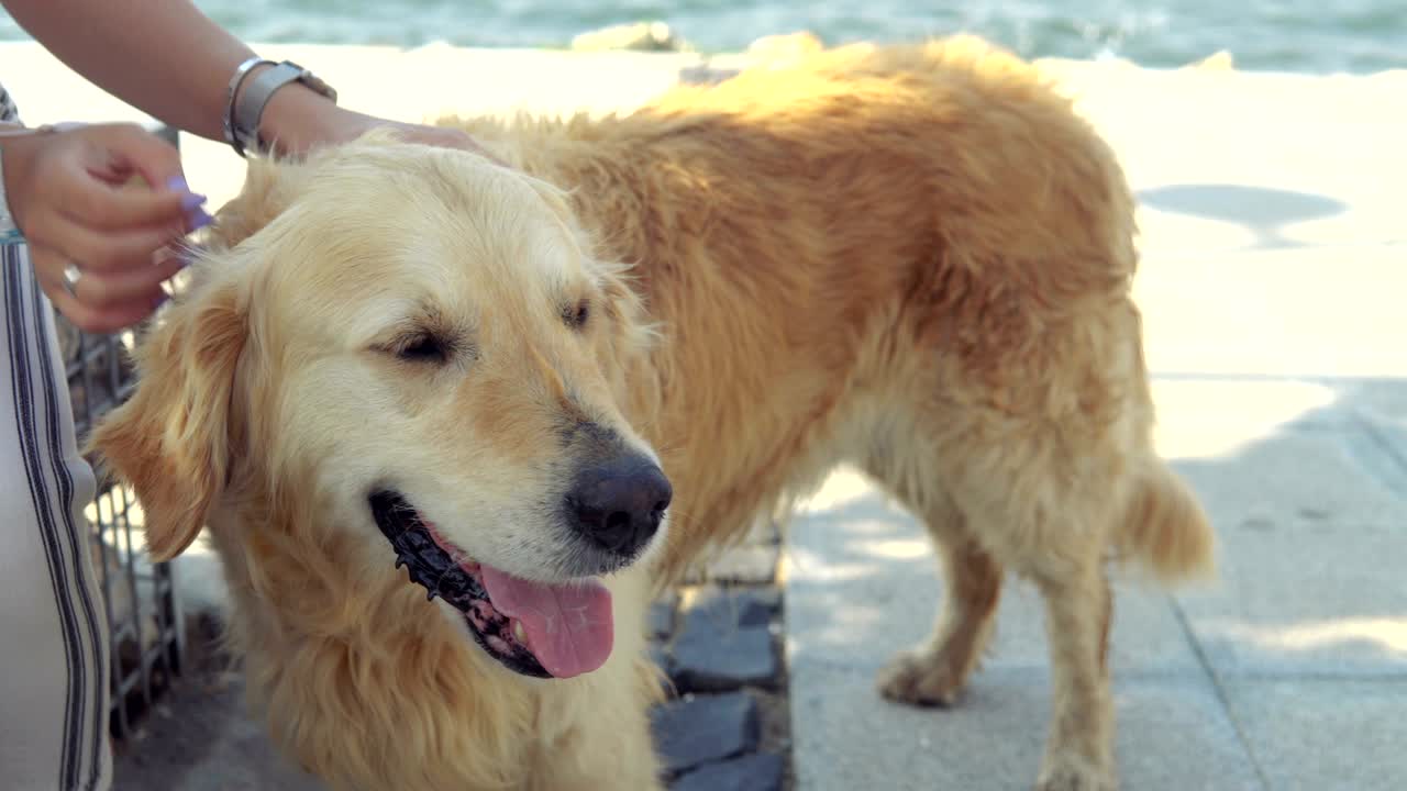 해가 지는 동안 공원에서 레트리버 개를 만지는 젊은 여성