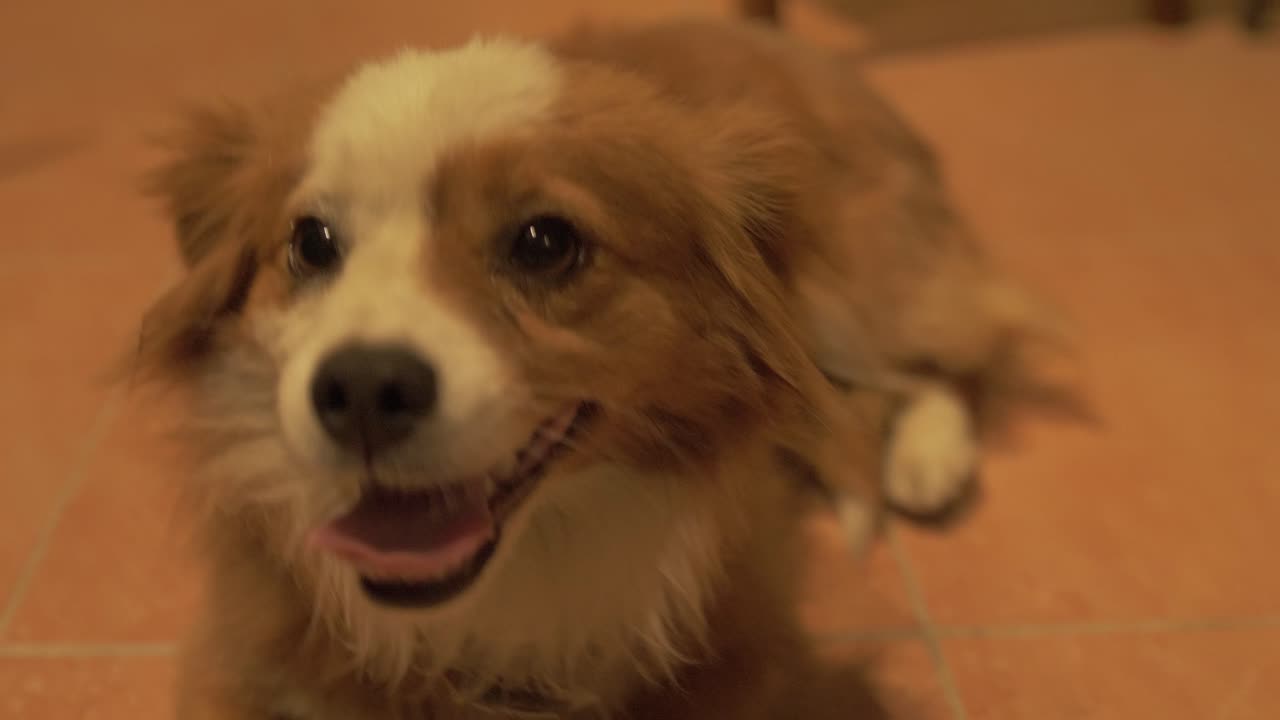 lindo perro adorable mirando a su alrededor feliz