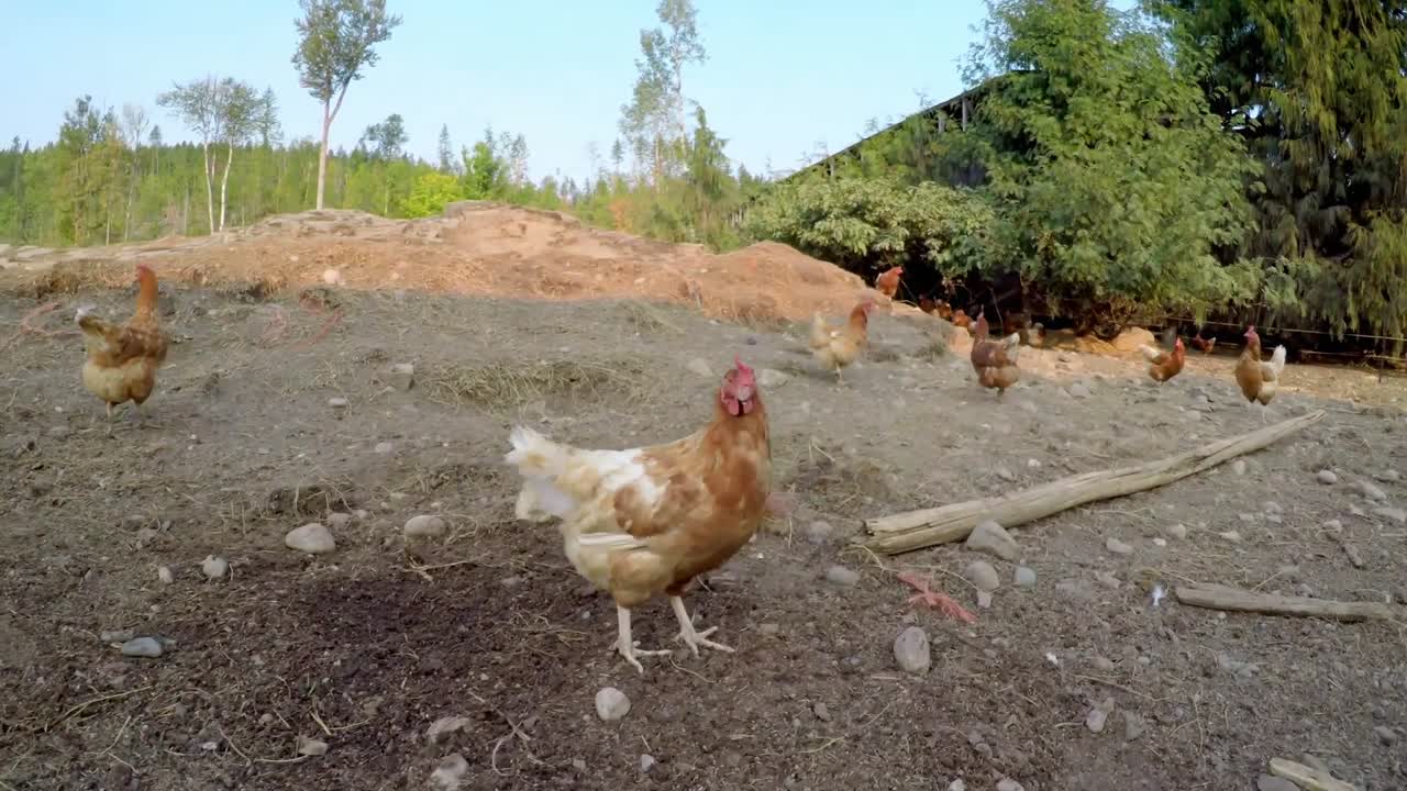gallinas pastando en la granja 4k