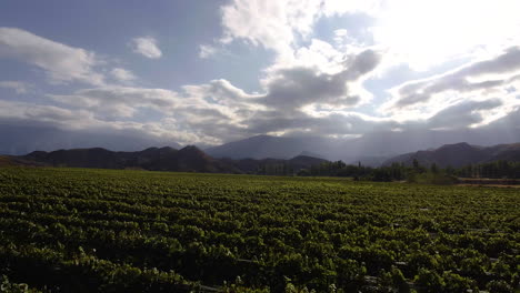 AERIAL---Beautiful-sunrise-on-a-vineyard-with-hills-in-the-background,-forward