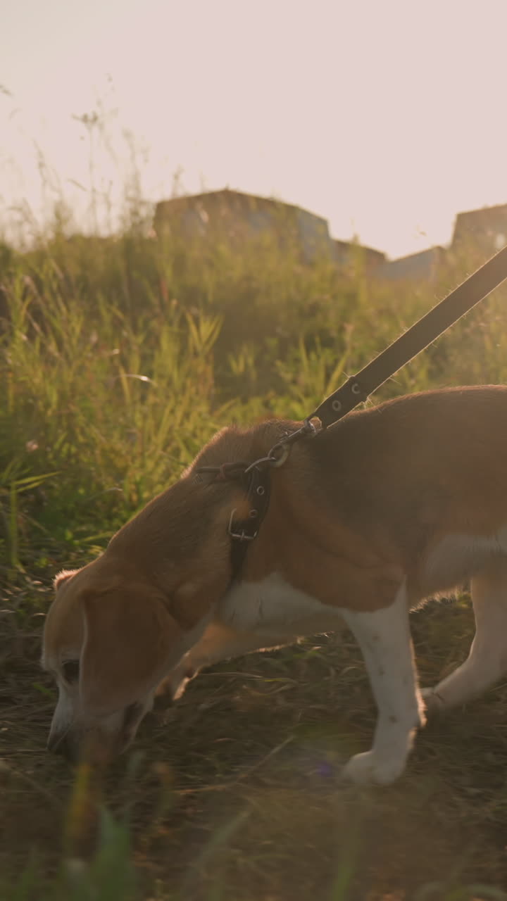 줄에 개를 고 는 사람, 새를 맡는 개, 잔디에 빛나는 밝은 빛, 다리 움직임, 먼 건물과 함께 시골 환경