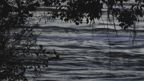 shot of the branches hanging over the fast flowing river