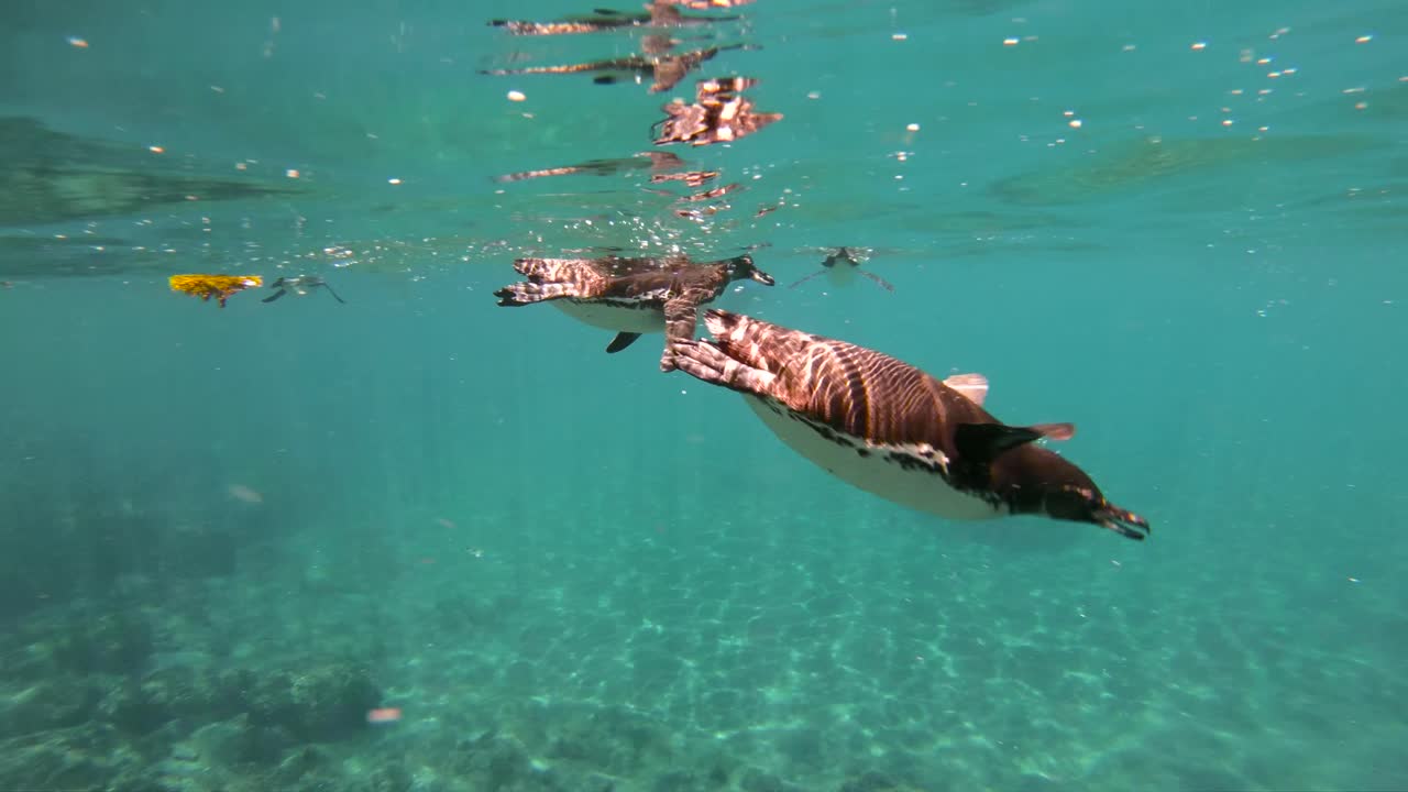 갈라파고스 펭귄은 거대한 미끼 공에서 수중 멸치를 사냥합니다 4
