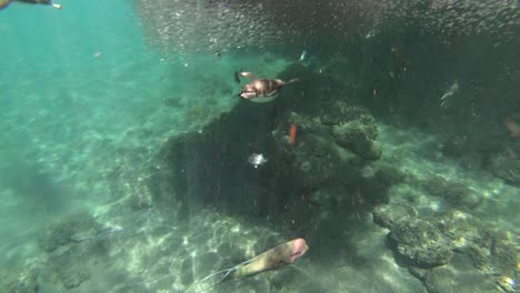 galapagos penguins hunt anchovies underwater in a huge bait ball 4