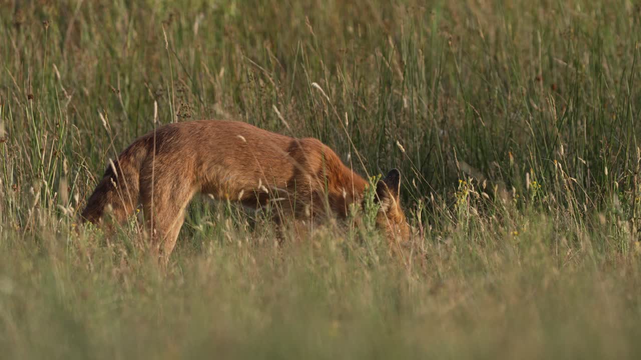 un zorro en un campo hurgando entre la hierba en una tarde soleada