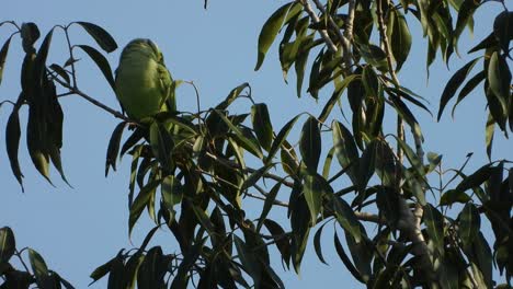 parrot in tree uhd mp4 .