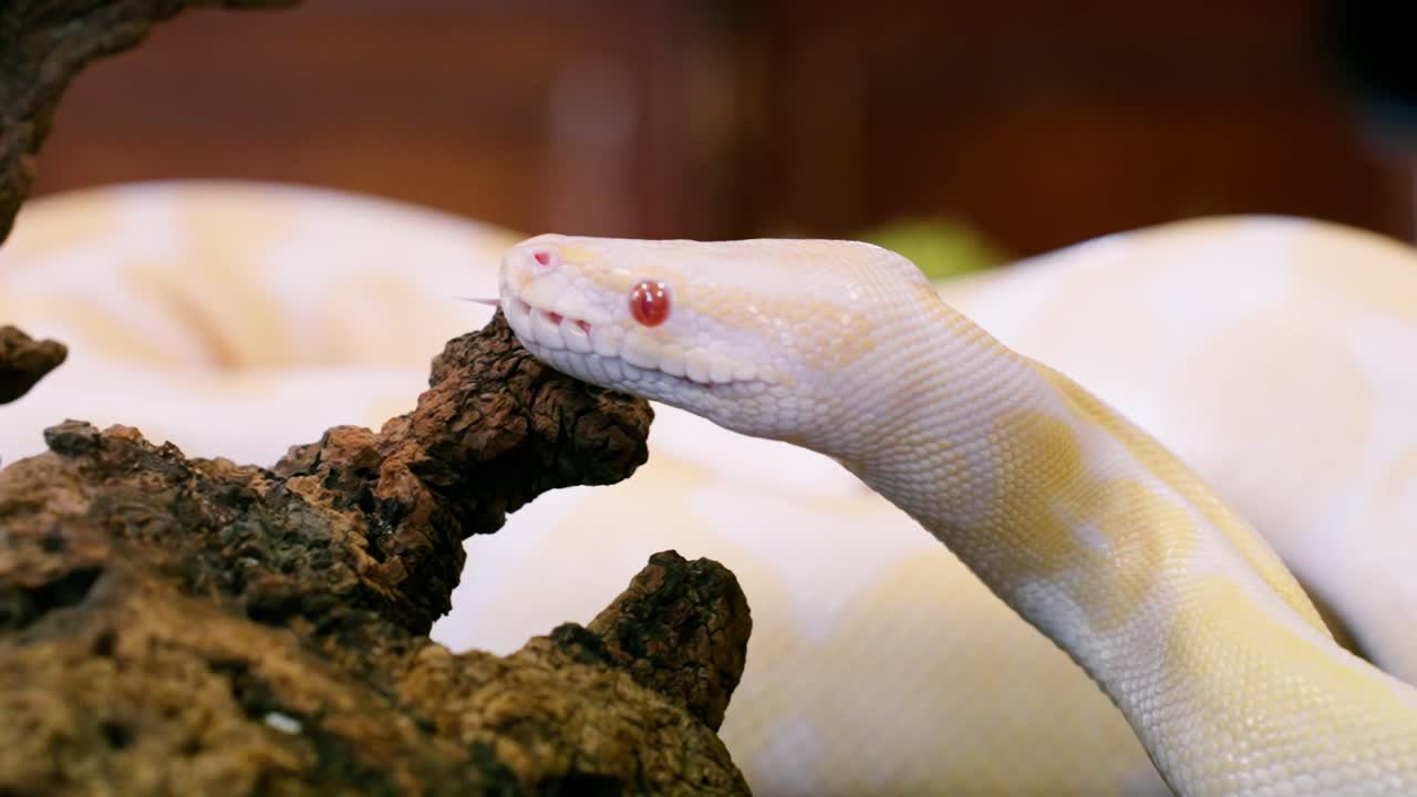 Slithering snake in slow-motion, close-up, showcasing smooth movement and elegant detail
