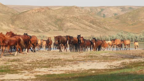 El-Espíritu-Indómito-De-Los-Caballos-Salvajes,-Ganado-Domesticado,-Que-Deambulan-Libremente-En-El-Calor-Del-Verano