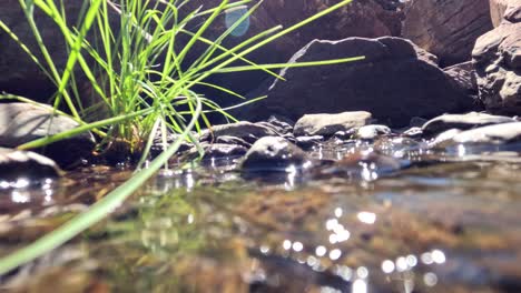 gentle water flow among rocks and grass