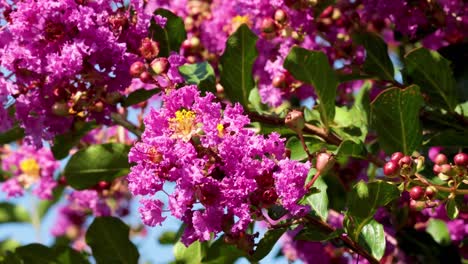 bee interacting with vibrant pink inthanin flowers