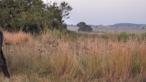 gran búfalo del cabo en la sabana de áfrica mira fijamente a la cámara, luego se aleja