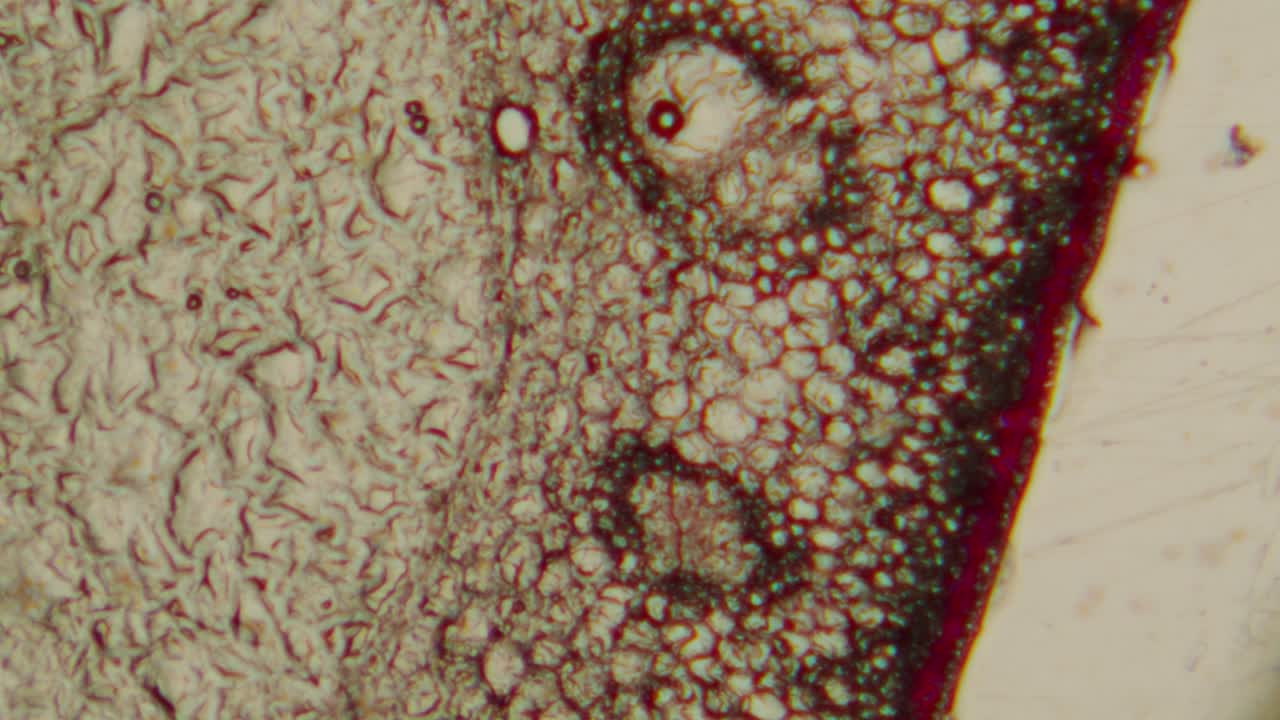 Microscopic View of Biological Cells and Organic Tissue
