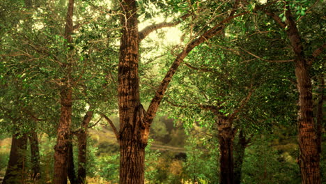 Dunkler-Verträumter-Wald-Mit-Nebel