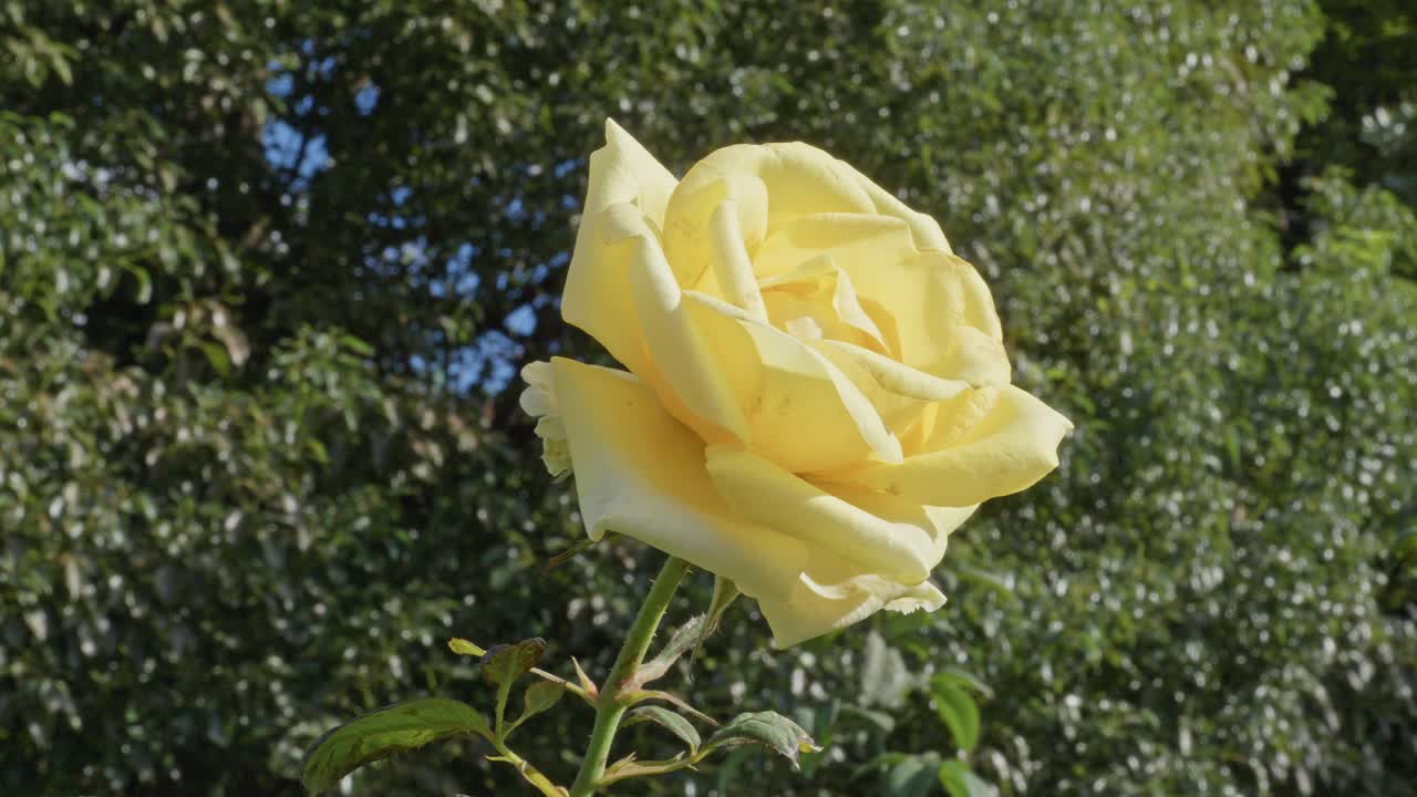 Close-up of a vibrant yellow rose in full bloom against a dark green foliage background in bright sun