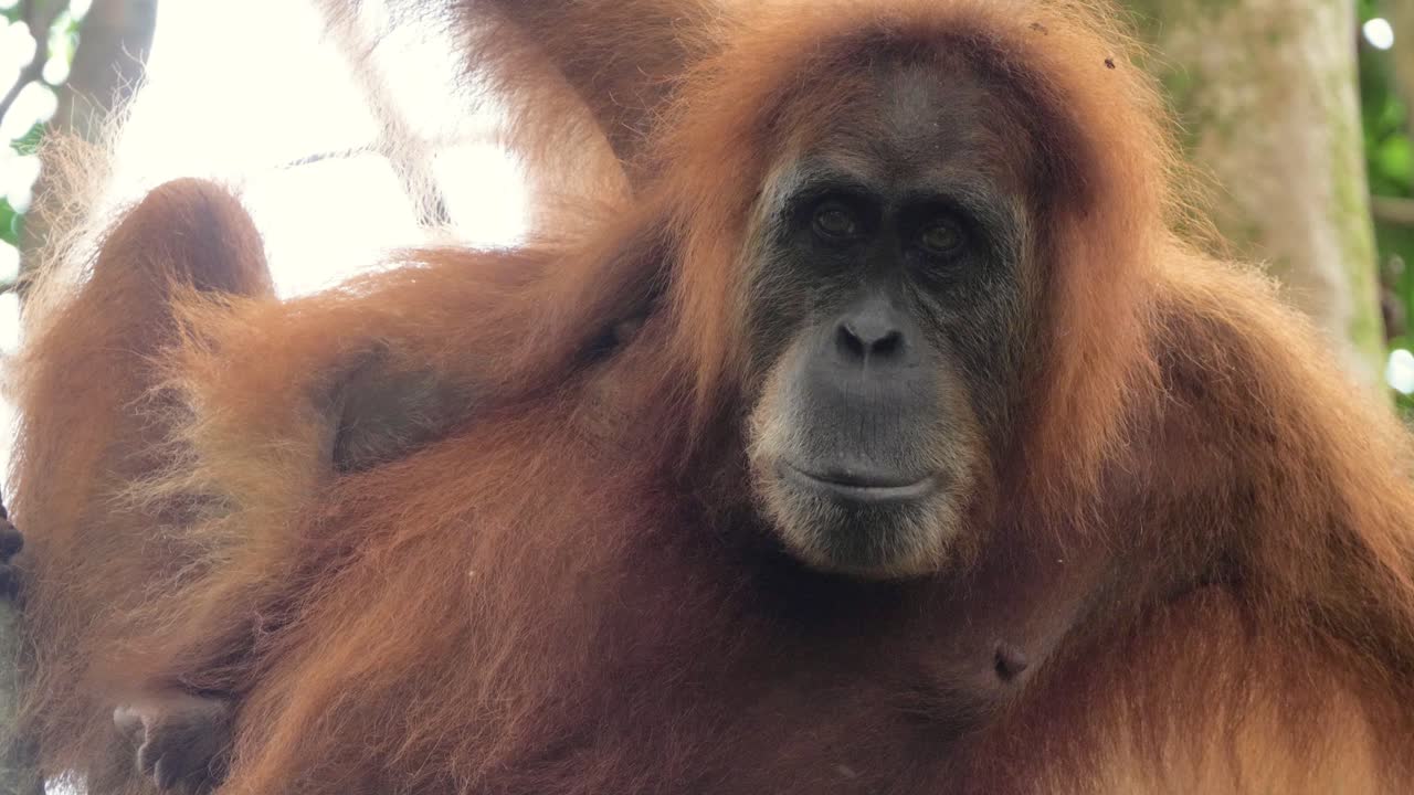 Primo piano al rallentatore di un orangutan selvatico che guarda in camera a Bukit Lawang, Sumatra, Indonesia.