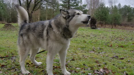 un perro malamute aúlla en cámara lenta