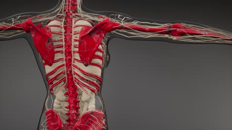 cuerpo humano transparente con huesos visibles