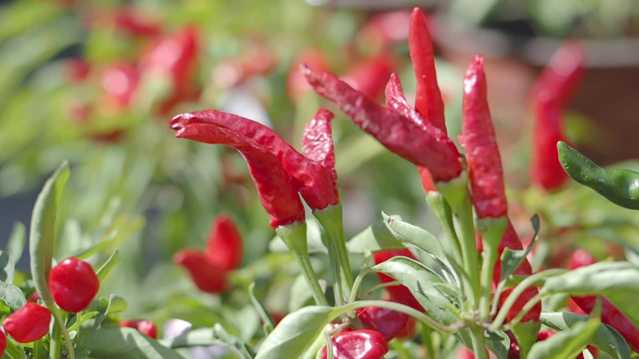 Close-up of Red Chili Peppers