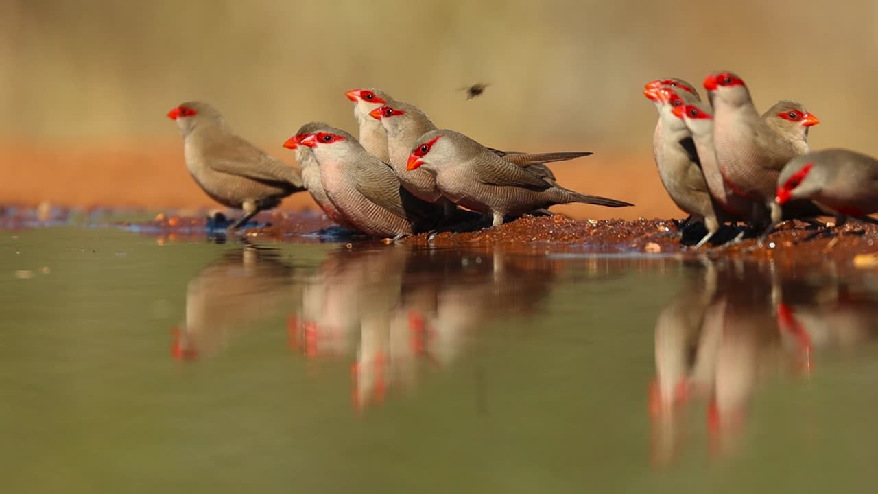 una toma en ángulo bajo de una bandada de picos de cera comunes y su reflejo mientras beben en un abrevadero, gran kruger